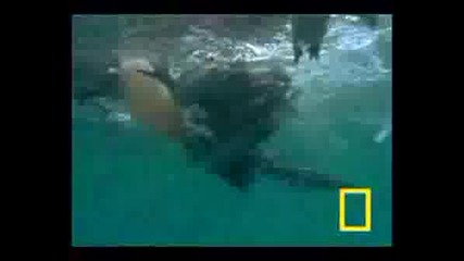 Penguin Vs. Pelican