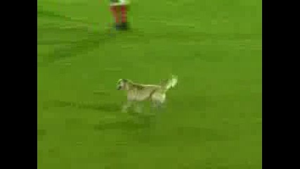 Смях!! Куче прекъсва футболен мач