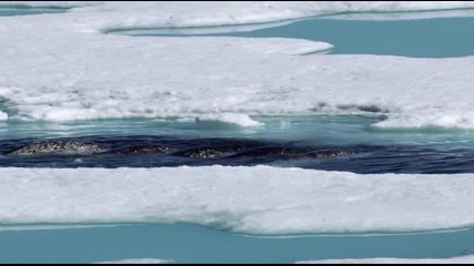 Арктически еднорози - Нарвалите
