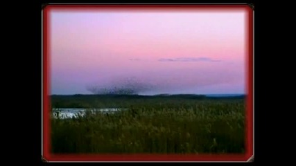 Watermark - Dancing Birds