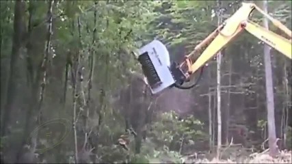 1-2-3 и дървото го няма !