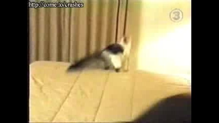 Котка Се Стряска