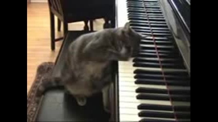 Funny Cat Play Piano 