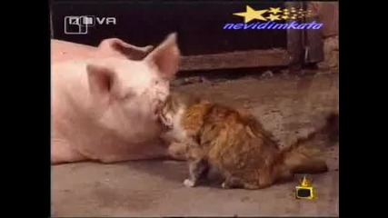 Любов Между Котка И Прасе 