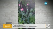 От „Моята новина”: Не купувайте боядисани цветя – крадени са!