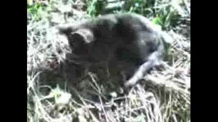 Котка Яде Мишка