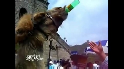 Camel Shotguns a Beer 