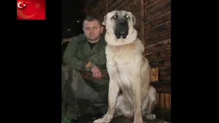 (турски Кангал най - голямото куче на света) 