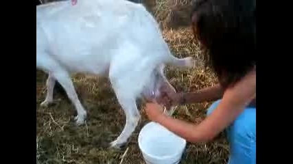 Момиче дои коза