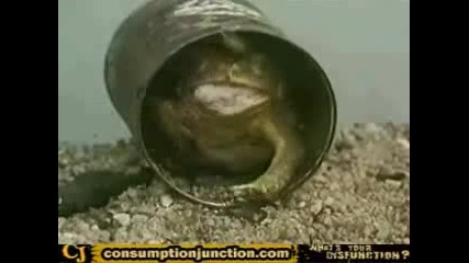 Frog Having A Mouse For Dinner