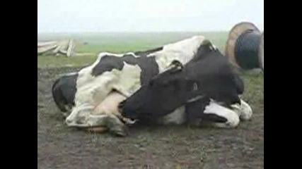 Крава Пие От Собственото Си Мляко