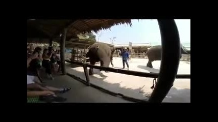 Танцуващи слонове