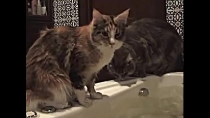 Котки Мейн Куун в банята
