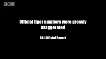 Poaching cover up - Battle to save the tiger - Bbc wildlife & animals 
