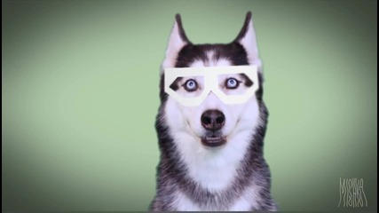 Mishka_ Dubstep Dog
