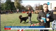 Пловдив събра най-добрите каракачански кучета у нас
