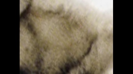 Аляски маламут - най - сладкотo същество 