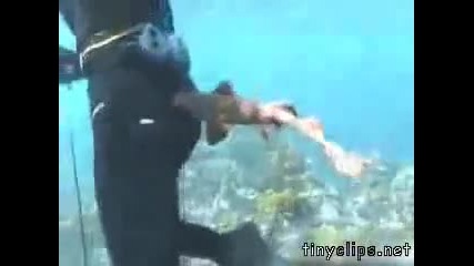 Акула бебе хапе водолаз по дупето! Смях 