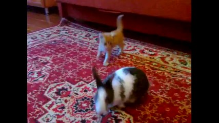котенце си играе