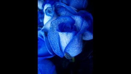 Teebee - Blue Rose 