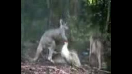 кенгуру и патица се бият 