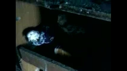 galabi dobrich 2.mp4