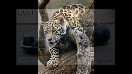 Jaguar ( Car & Animal )