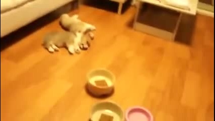 Сладки кученца скачат от сън:)