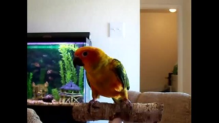 Sun conure tricks / Слънчева аратинга , трикове