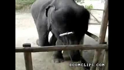 Slon Sviri Na Harmonika 