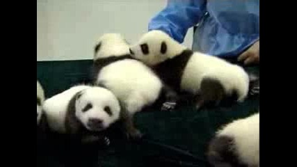 Най - Сладките и Пухкавички Бебета Панда