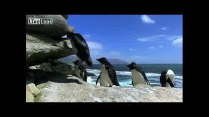 Животът на пингвините