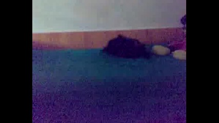 Dance Dog