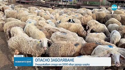Унищожават стадо от 1000 овце заради дребна шарка