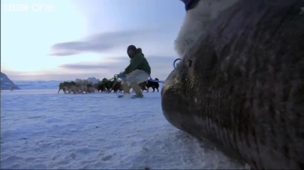 На лов за акули