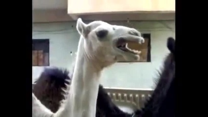 Smeshna kamila 