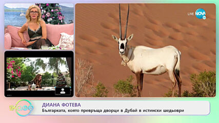 Диана Фотева - Българката, която превръща дворци в Дубай в истински шедьоври - „На кафе”