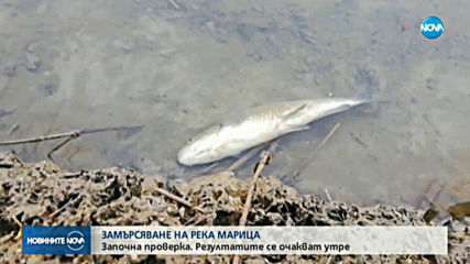 Проверяват сигнал за мъртва риба в река Марица