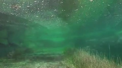 Наводнена Ливада И Нейната Подводна Красота 