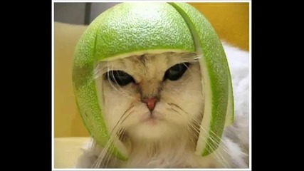 Смешни животни и хора