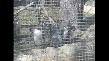 Пингвинчетата в Зоологическата градина - София