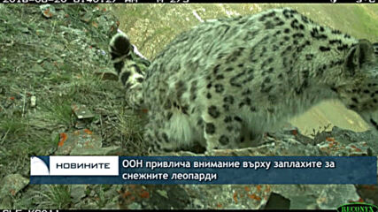 ООН привлича внимание върху заплахите за снежните леопарди