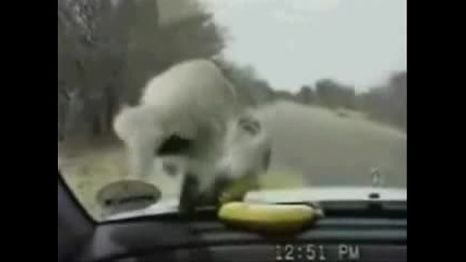 Гладна маймунка : ) 