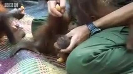 Orangutan orphan stories - Apes in Danger - Bbc wildlife 