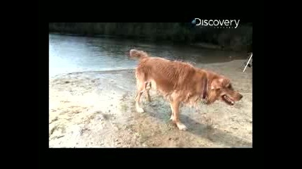 Time Warp - Dog Shake Short