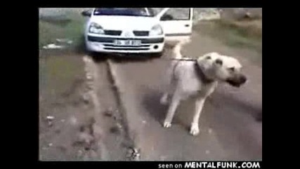 Голямо куче тегли кола
