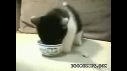 Сладко бебе коте 