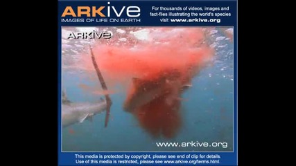blue shark
