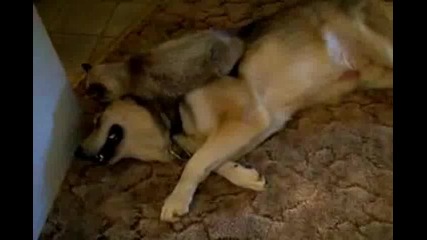 Сладко коте иска на конче 