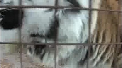 Какво им става на тия животни 